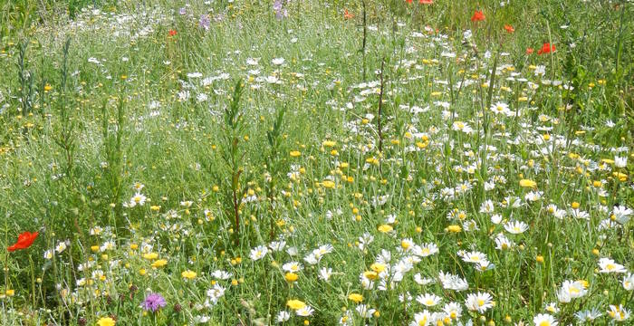 Blumenwiesen für mehr Biodiversität