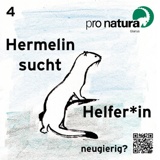 Hermelin sucht Helfer*in